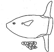 Familia Molidae_claves_03.jpg